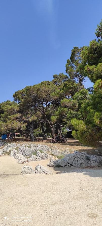 Orhideja Apartament Zadar